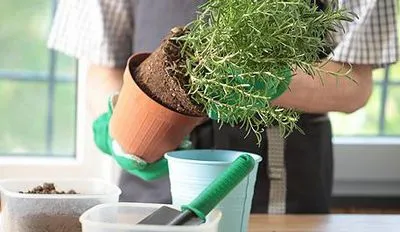 Cum să planteze flori Cum să planteze flori