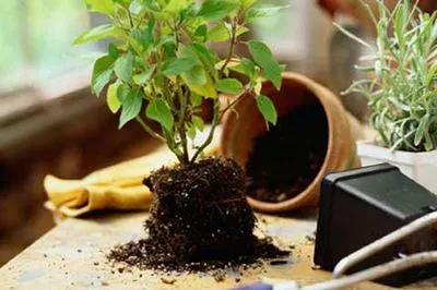 Cum să planteze flori Cum să planteze flori