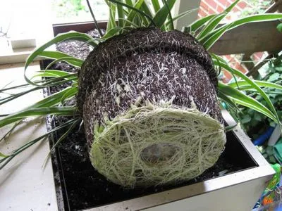Cum să planteze flori Cum să planteze flori