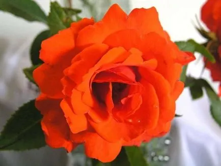 Rasele Rose Rasele Rose