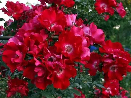 Rasele Rose Rasele Rose