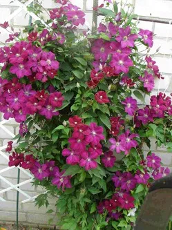Cum sa faci un suport pentru Clematis Cum sa faci un suport pentru Clematis