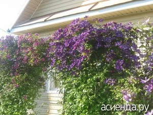 Cum sa faci un suport pentru Clematis Cum sa faci un suport pentru Clematis