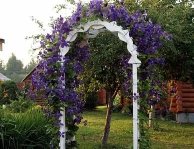 Cum sa faci un suport pentru Clematis Cum sa faci un suport pentru Clematis