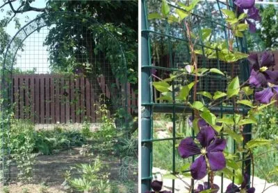 Cum sa faci un suport pentru Clematis Cum sa faci un suport pentru Clematis
