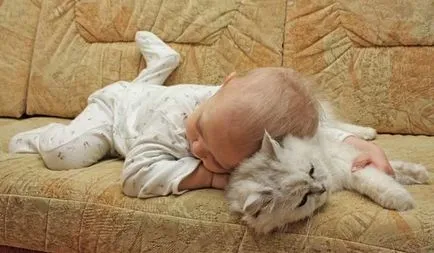 Se determină rasa pisica