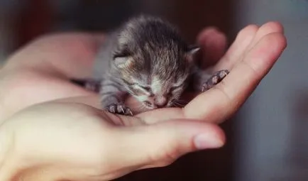 Cum de a aduce un pisoi nou-născut