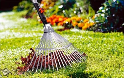 Cum să aibă grijă de peluza