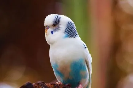 După cum văd păsările