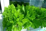 Salat cresc Salat cresc