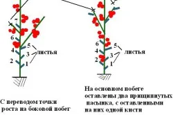 echipamente de creștere echipamente de creștere
