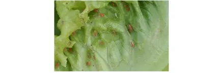 Salat cresc Salat cresc