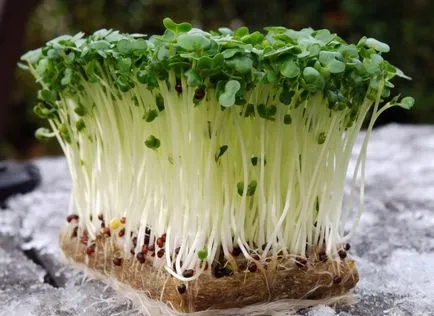 Salat cresc Salat cresc