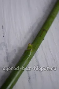 Cum să crească un trandafir din buchetul la domiciliu în cartofi (să crească) Cum să crească un trandafir din buchetul la domiciliu în cartofi