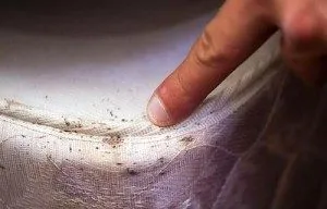 Cum să se retragă din bug-uri pat canapea-te ce să facă (a face) Cum să se retragă din bug-uri pat canapea-te ce să facă