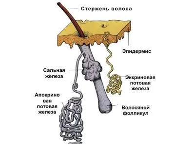 Cum se deduce zgurei și a toxinelor din organism la domiciliu