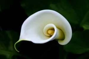 Ce infloreste fecale