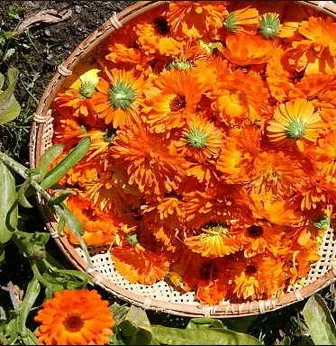 Calendula pentru a trata