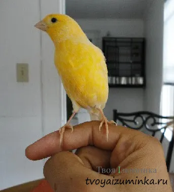 Că canari alimentare Că canari alimentare