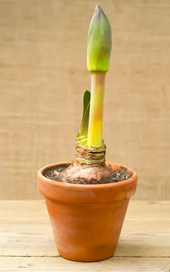 De ce nu infloreste Amaryllis De ce nu infloreste Amaryllis