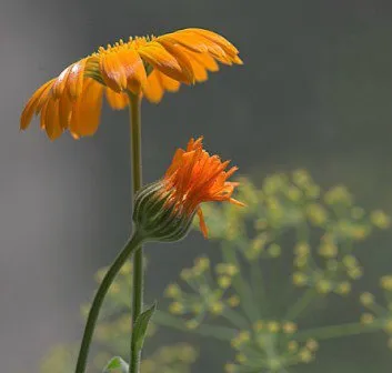 Calendula pentru a trata