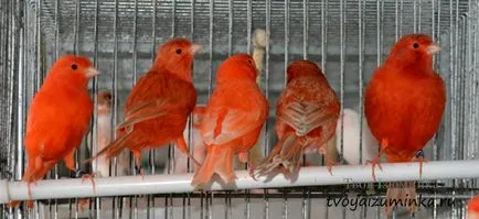 Că canari alimentare Că canari alimentare