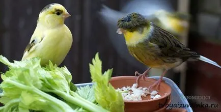 Că canari alimentare Că canari alimentare