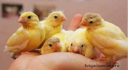 Că canari alimentare Că canari alimentare