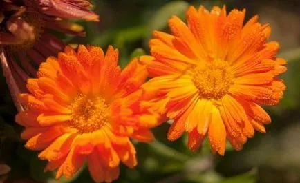 Calendula pentru a trata