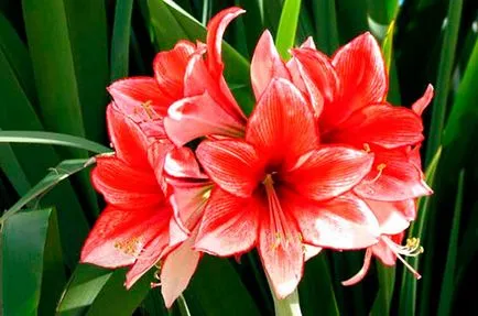 De ce nu infloreste Amaryllis De ce nu infloreste Amaryllis
