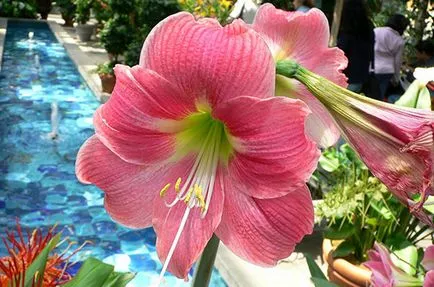 De ce nu infloreste Amaryllis De ce nu infloreste Amaryllis