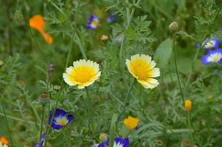 Calendula pentru a trata