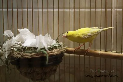 Că canari alimentare Că canari alimentare