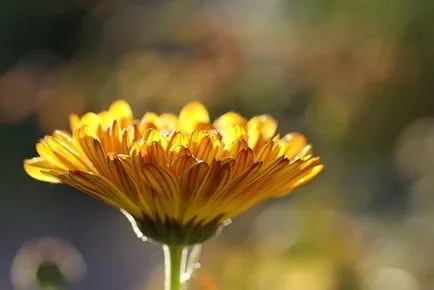 Calendula pentru a trata