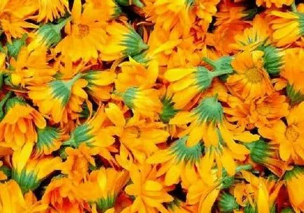 Calendula pentru a trata