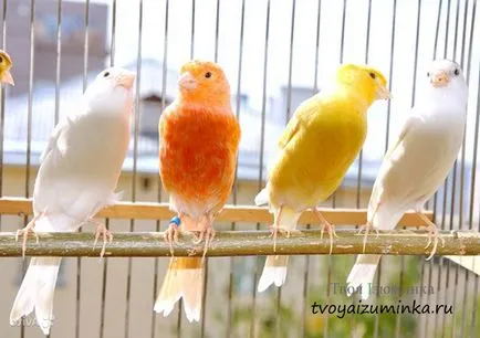 Că canari alimentare Că canari alimentare