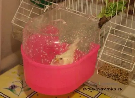 Că canari alimentare Că canari alimentare