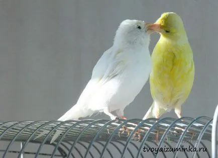 Că canari alimentare Că canari alimentare