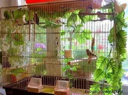 Că canari alimentare Că canari alimentare