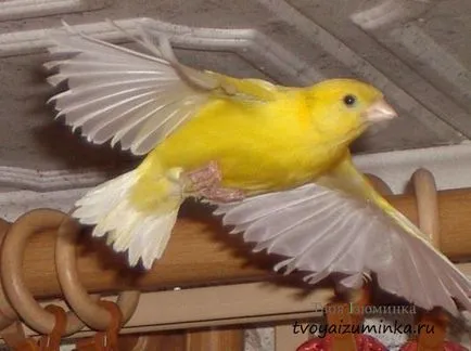 Că canari alimentare Că canari alimentare