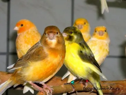 Că canari alimentare Că canari alimentare