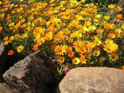 Calendula pentru a trata