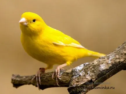 Că canari alimentare Că canari alimentare