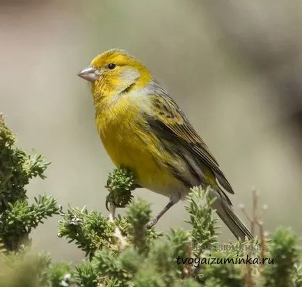 Că canari alimentare Că canari alimentare