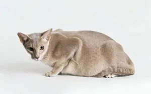 pisica Scaldat