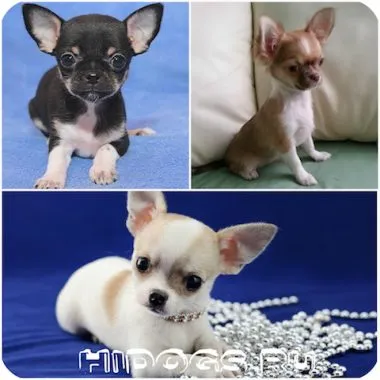 Numele pentru băieți câini chihuahua Numele pentru băieți câini chihuahua