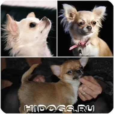 Numele pentru băieți câini chihuahua Numele pentru băieți câini chihuahua