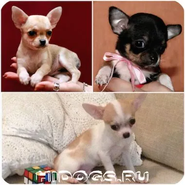 Numele pentru băieți câini chihuahua Numele pentru băieți câini chihuahua