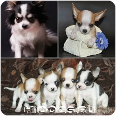 Numele pentru băieți câini chihuahua Numele pentru băieți câini chihuahua
