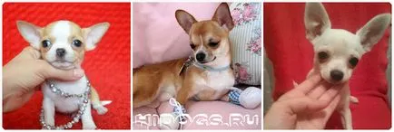 Numele pentru băieți câini chihuahua Numele pentru băieți câini chihuahua